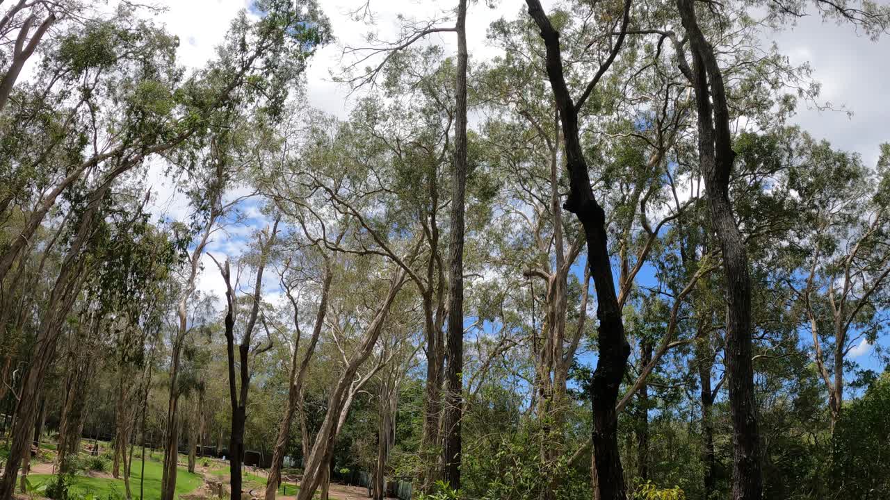vista panorámica constante de un denso bosque