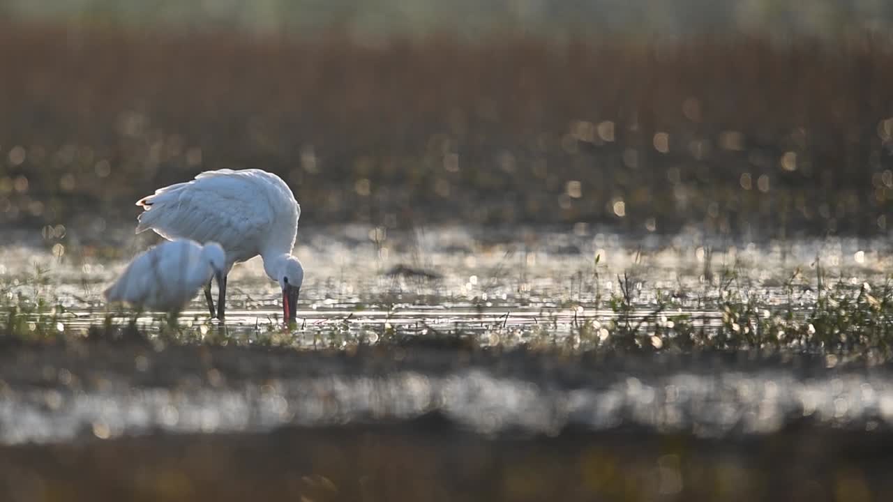 습지 환경에서 먹이를 먹는 야생 유라시아 저어새