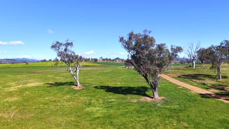 aerial footage moves steadily toward a single eucalyptus tree in a sunlit grassy field near armidale, australia, under clear blue skies