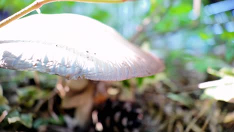 primer plano de un hongo en un bosque