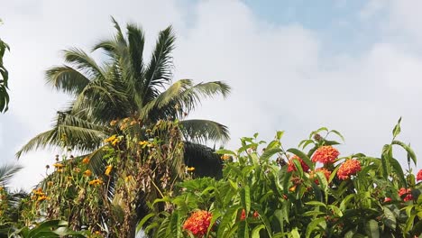 Eine-Aufnahme-Von-Zwei-Andamanen-Schmetterlingen-In-120-Fps,-Wie-Sie-Einander-Folgen-Und-In-Der-Nachmittagssonne-Auf-Einer-Clerodendrum-Blume-Mit-Orangenblüten-Am-Objektiv-Vorbeifliegen