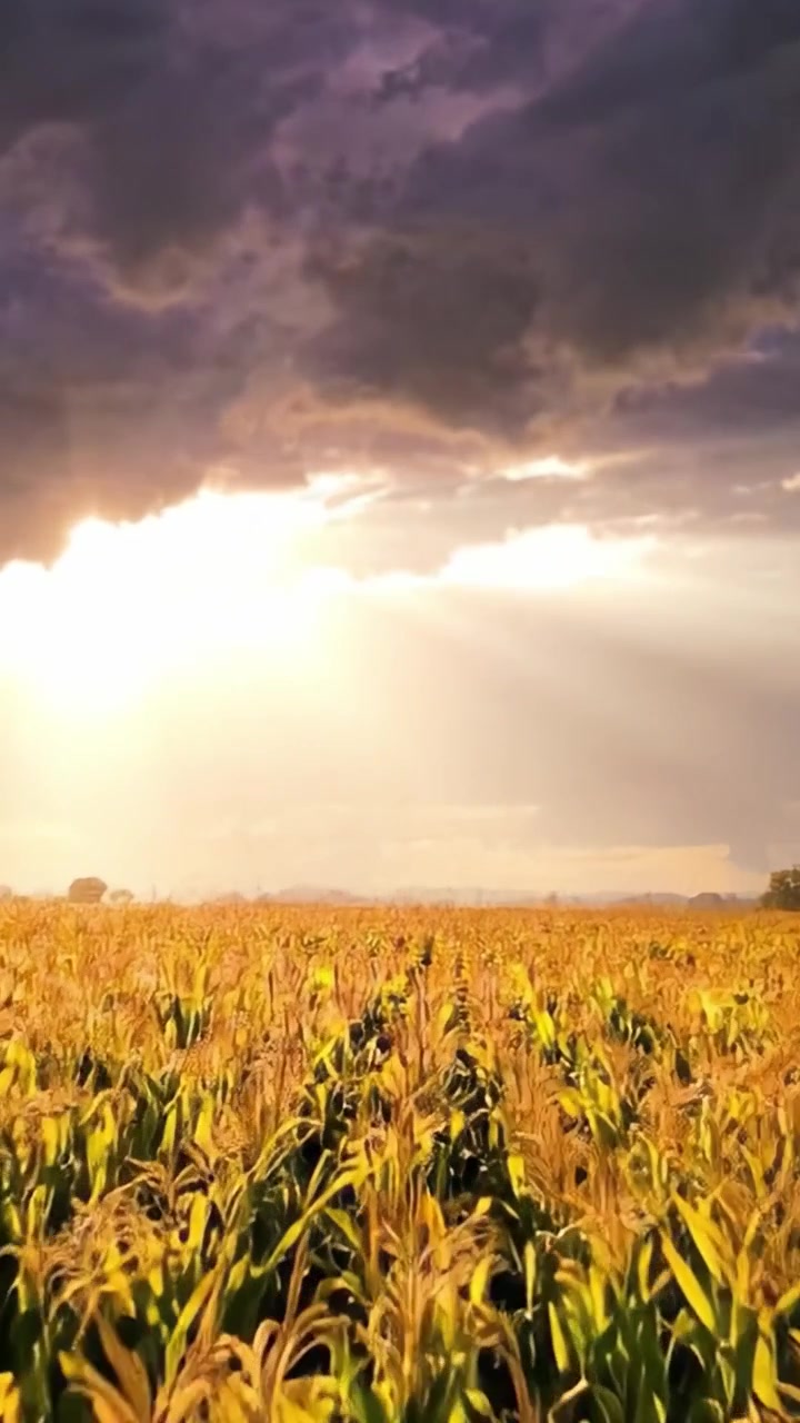 Golden Fields of Corn Under Dramatic Skies: A Stunning Transformation from Morning's Glow to Afternoon's Brilliance in Agriculture