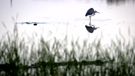 Gran-Garza-Azul-Pescando-En-El-Agua