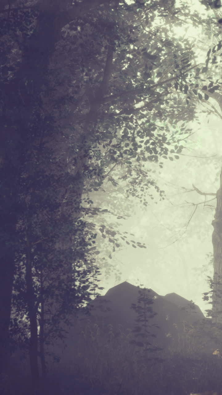 House hidden in trees during early morning fog in a forest