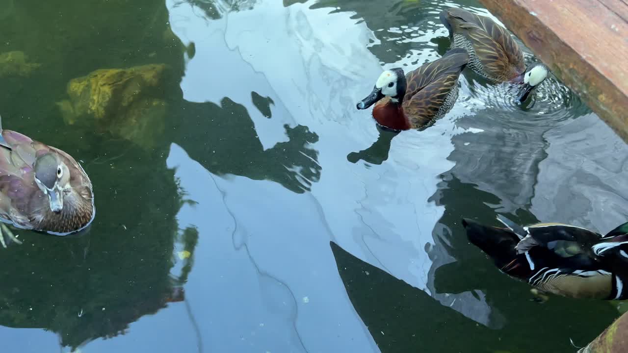 Wood duck on the water, Carolina duck, Aix sponsa.
