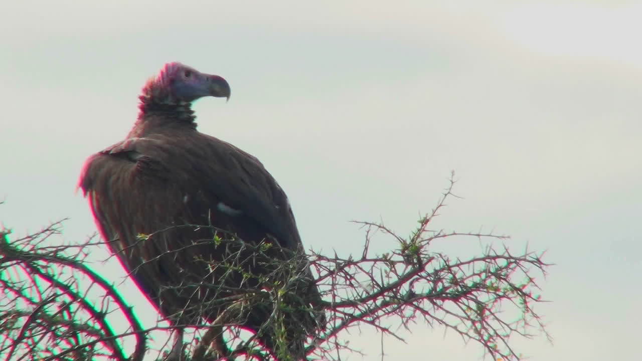 un buitre africano se sienta en un árbol mirando alrededor