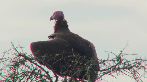 Un-Buitre-Africano-Se-Sienta-En-Un-árbol-Mirando-A-Su-Alrededor