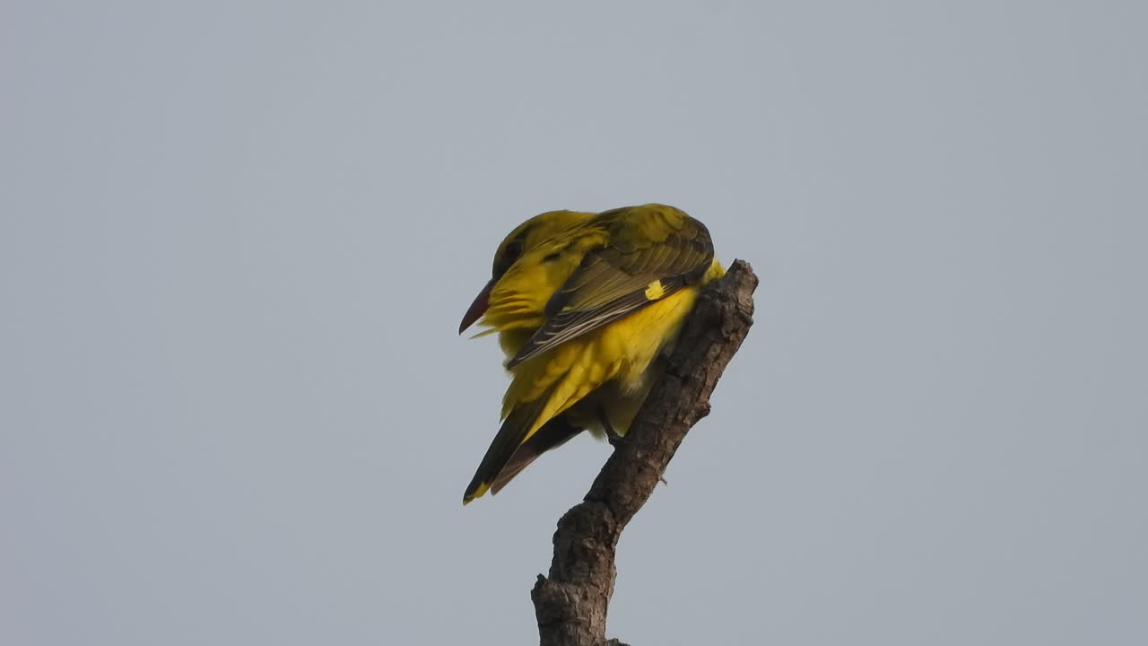 pájaro oropéndola de nuca negra en el árbol