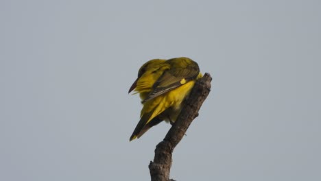 black naped oriole bird in tree