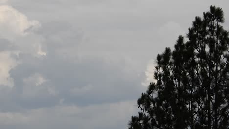 Silueta-De-Pino-Balanceándose-Y-Moviéndose-En-El-Viento-Después-De-Una-Tormenta-Con-Pájaros-Volando-Y-Nubes-En-El-Fondo