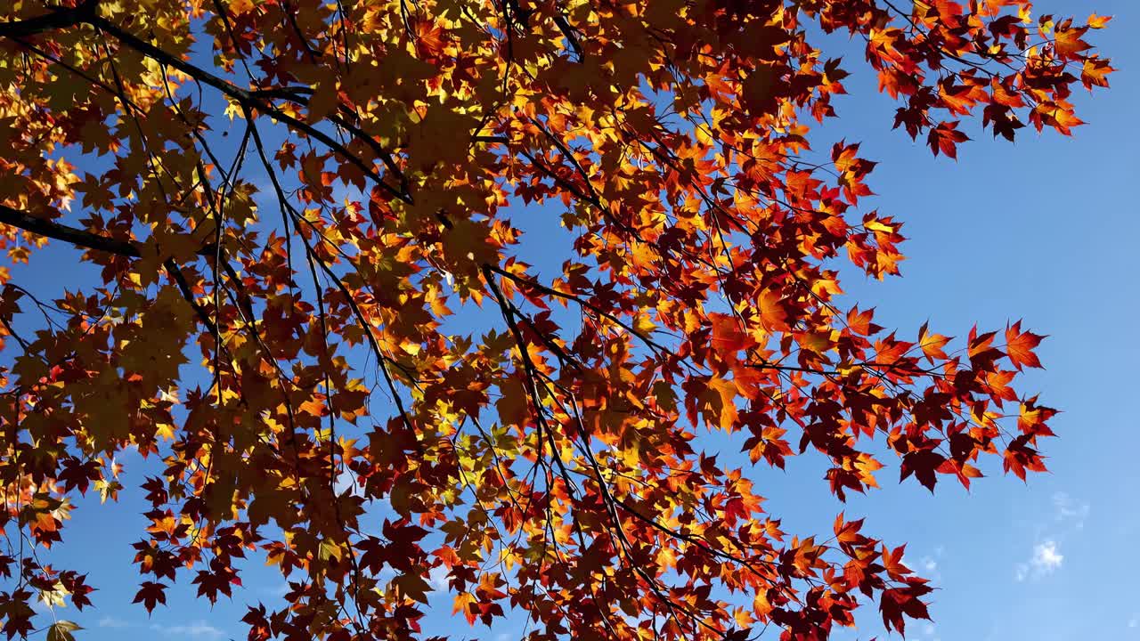 A low-angle video shot captures vibrant autumn leaves against a clear blue sky