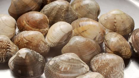 cooking clams in boiling water