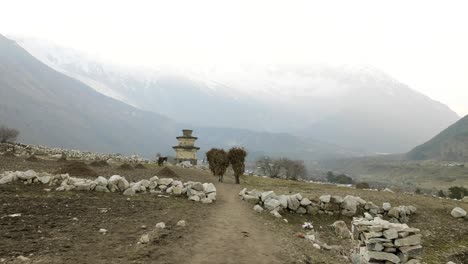 local farmers carry heavy haystacks on the heads in nepal. manaslu area.