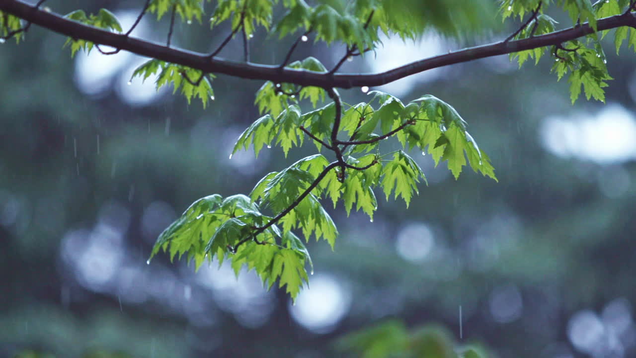 Steady rain falling on tree branches with leaves - super slow motion ...