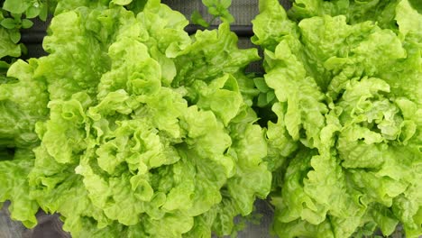 close up, top view, of organic and sustainable growed green lettuce, in a pesticide free greenhouse