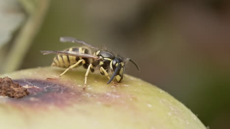 Avispa-Mirando-Hacia-La-Derecha-En-Una-Manzana