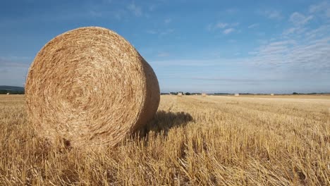 round hay bails fresh from harvest in the