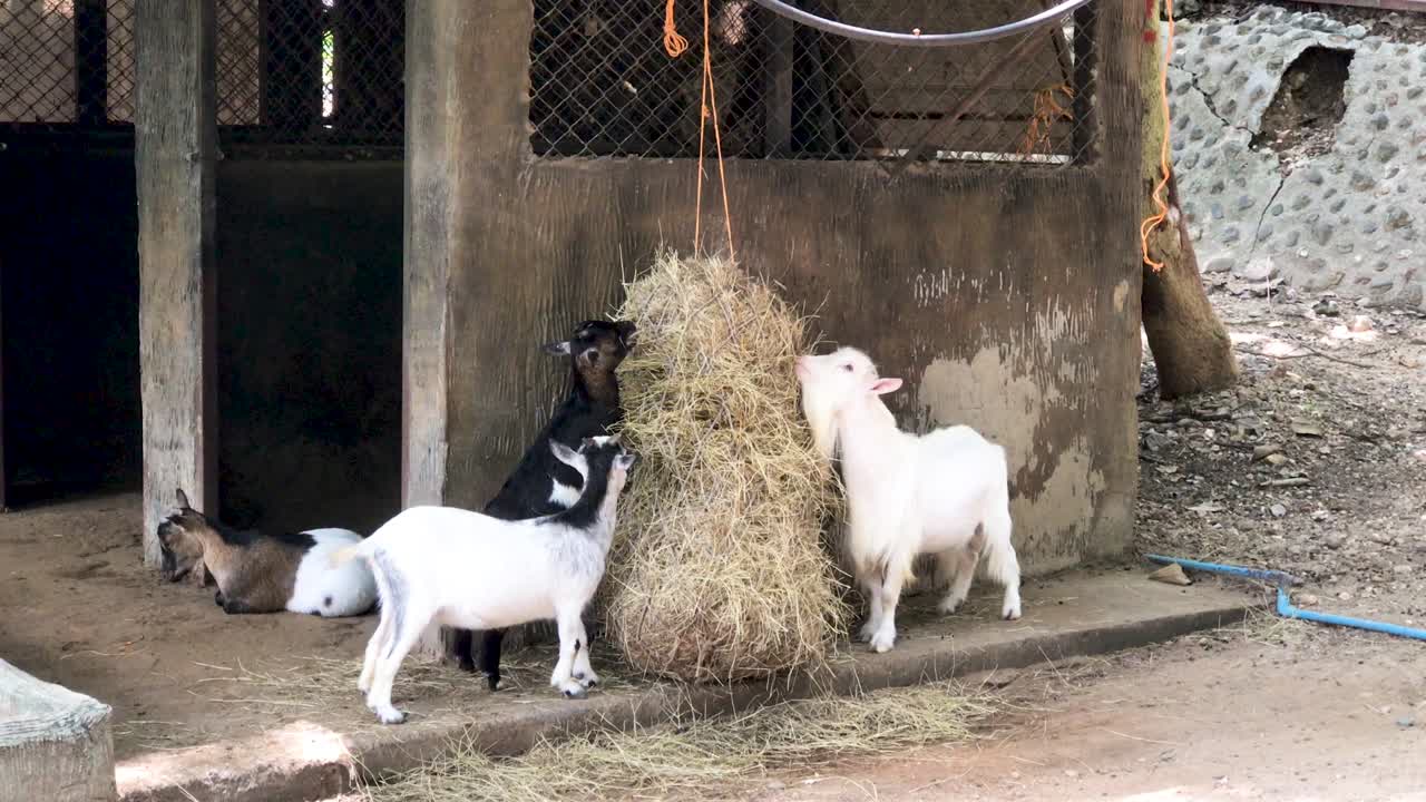많은 염소들이 농장에서 먹이를 먹고 있습니다.