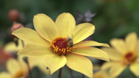 Tiro-De-Abeja-Recolectando-Néctar-De-Una-Margarita-Amarilla-Vibrante-En-Otoño