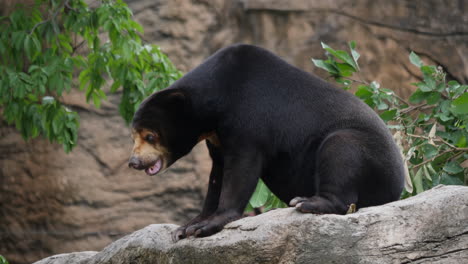 sun bear on a rock