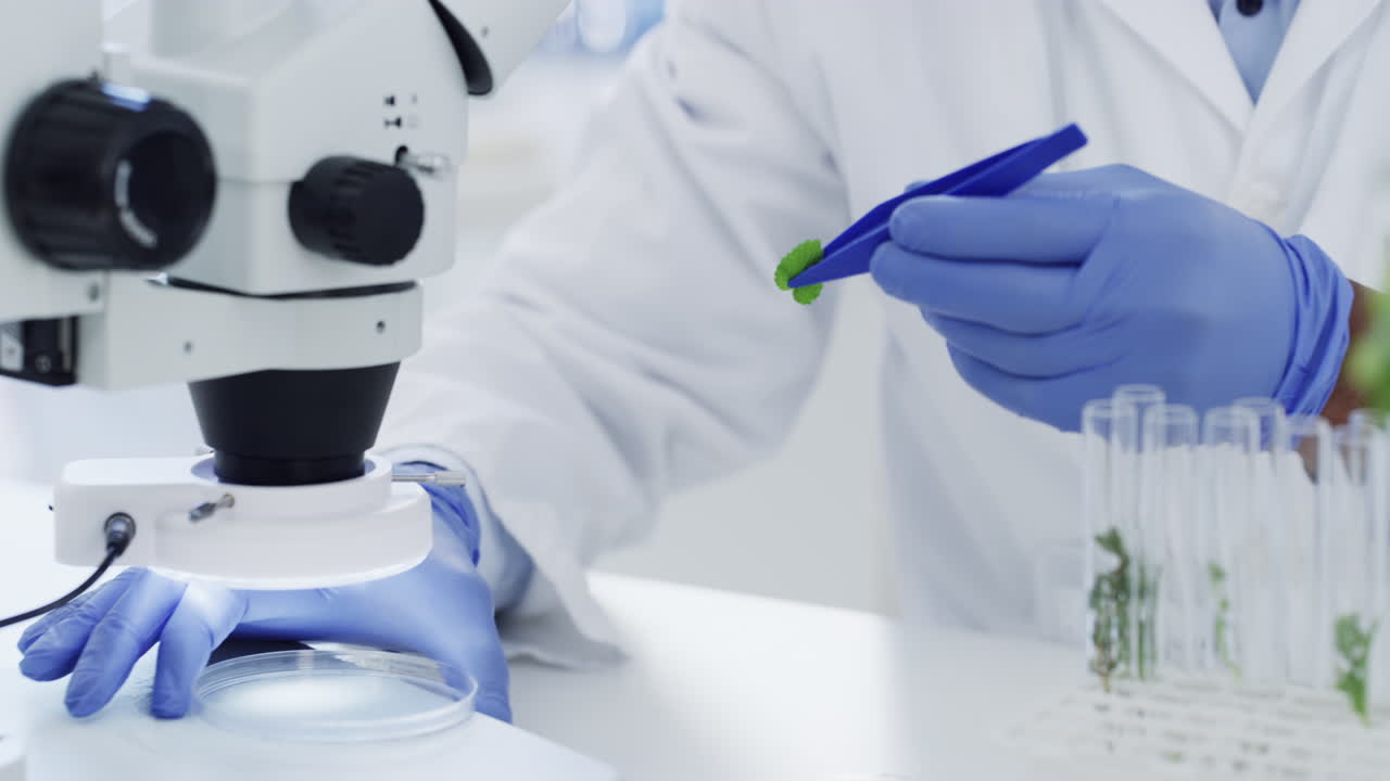 preparando las plantas para las pruebas