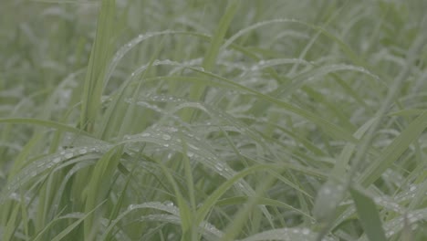 dew-covered grass