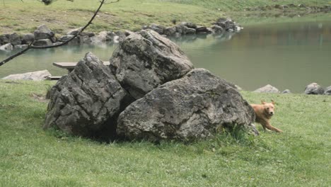 Two-young-Golden-Retriever-dogs-playing-together,-a-light-yellow-pup-chases-after-the-golden-one-around-a-rock,-in-the-French-Alps,-Lac-de-Montriond,-Morzine