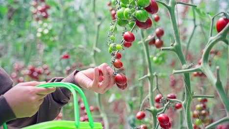 hand picking ripe red tomatoes straight from the vine in a lush tomato farm garden