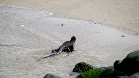 iguana navideña saliendo del agua hacia la playa en punta suárez en galápagos