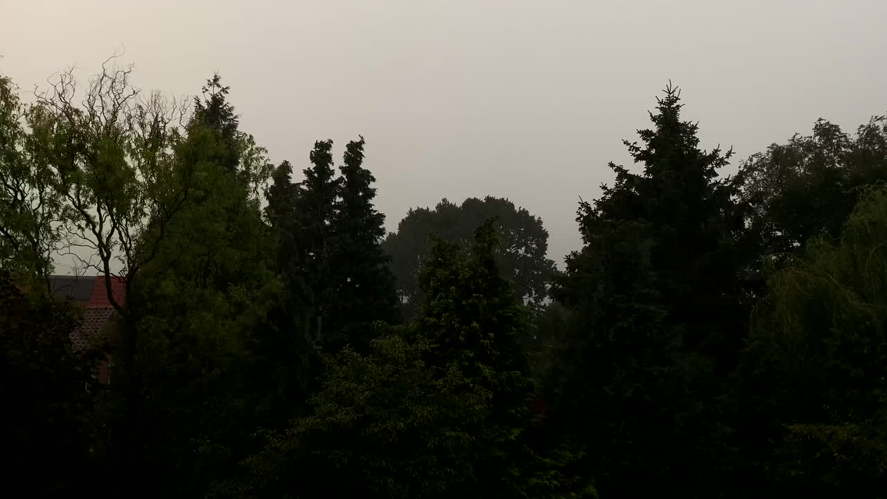 暴風雨 大雨 大雷 樹木在風中吹起