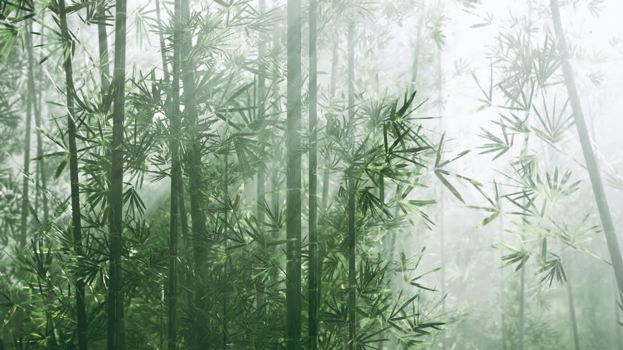 el bosque de bambú brumoso