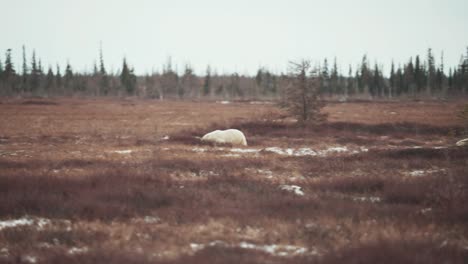 Eine-Eisbärenmutter-Und-Ihr-Junges-Reisen-Im-Herbst-Durch-Die-Subarktische-Tundra-In-Der-Nähe-Von-Churchill,-Manitoba,-Während-Sie-Darauf-Warten,-Dass-Das-Wasser-Der-Hudson-Bay-Gefriert