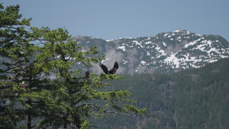 Ein-Adler-Fliegt-In-British-Columbia,-Kanada,-über-Den-Ozean-Und-Sucht-Nach-Fischen