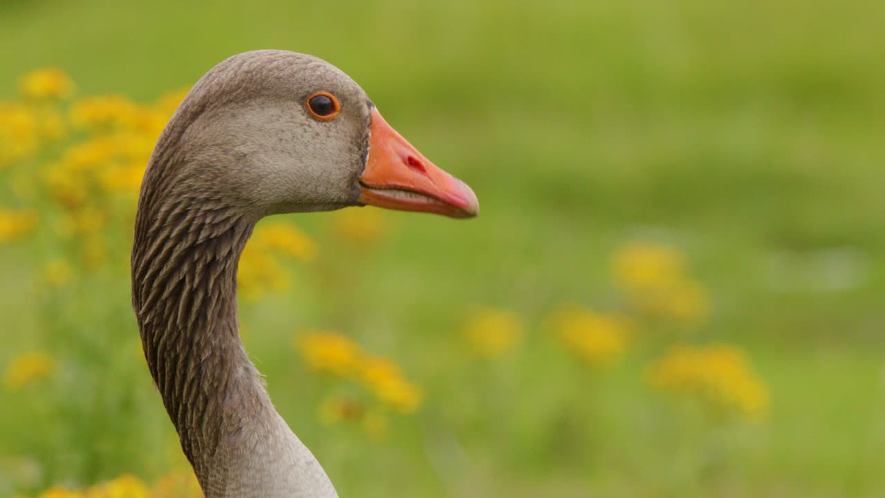 Greylag goose turns head in profile, vibrant yellow wildflowers, soft daylight, shallow depth