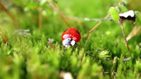 close-up wildlife of a ladybug in the green grass in the forest