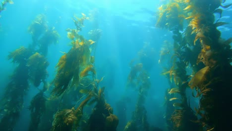 a grandiose and enigmatic kelp forest holds the secrets of sea creatures