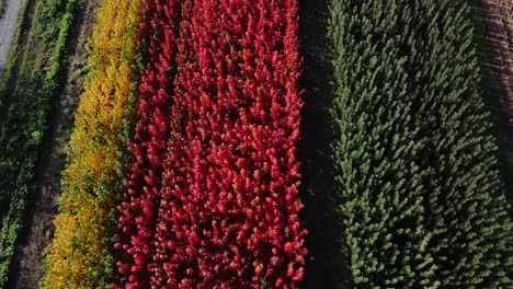 Bird's-eye-view-aerial-over-vibrant-crops-in-Greece,-showcasing-a-palette-of-yellow,-blue,-and-green-hues