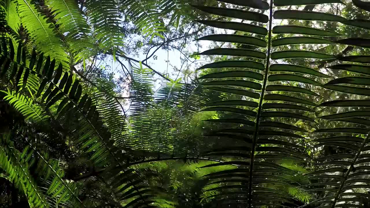Barrido de cámara del destello de sol entre plantas de la jungla.