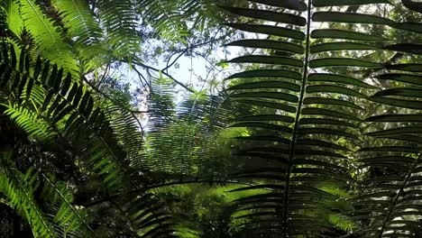 toma panorámica del sol brillando entre las plantas de la jungla