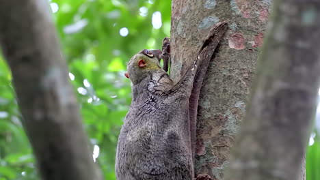 un hermoso lémur volador aferrado a un tronco de árbol - cerrar