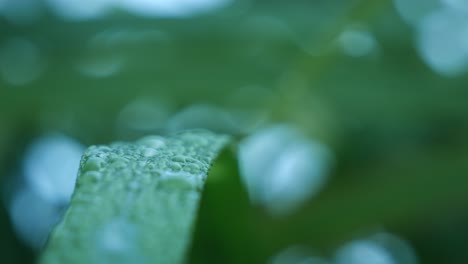 Green-grass-leaf-background,-detail-macro-shot-of-greenery-plants-with-water-drops,-selective-focus-nature-backdrop