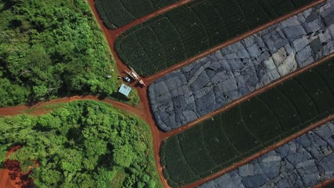 Aérea-De-Arriba-Hacia-Abajo-Ascendiendo-Sobre-Campos-De-Piña-De-La-Costa-Rica