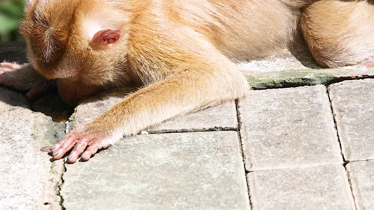 A monkey intently examines the stone surface, lying on a sunlit ledge.