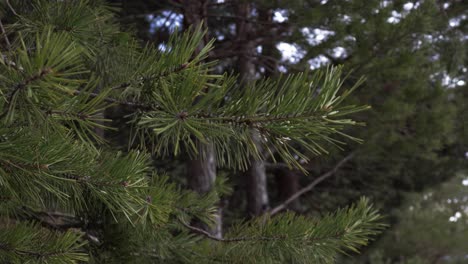 um close-up de um galho verde com agulhas de pinheiro no meio de uma floresta