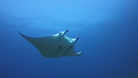 a manta ray swimming overhead through a scuba divers bubbles