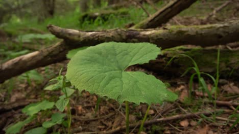 Großes-Blatt-Auf-Waldboden