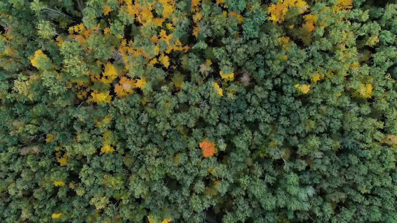 осенний лесной навес сверху