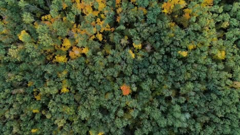 el dosel del bosque de otoño desde arriba