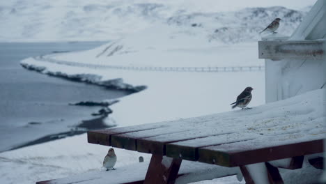 stable view at cute winter birds pecking seeds from table