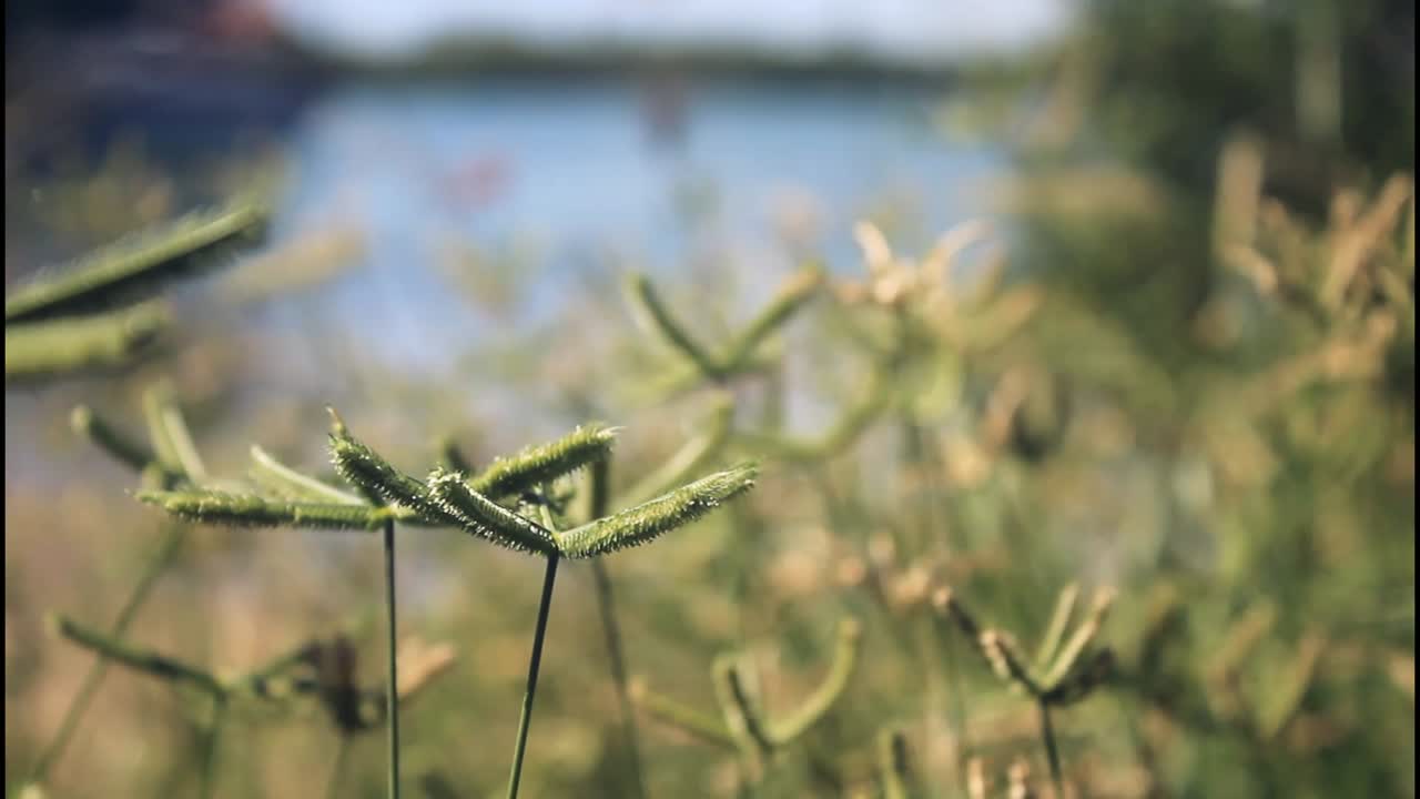 primer plano de la hierba junto a un lago